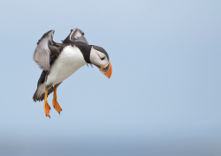 Papegaaiduiker - Farne Islands