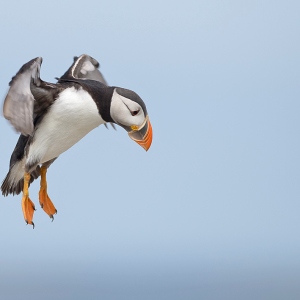 Papegaaiduiker - Farne Islands