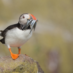 Papegaaiduiker - Farne Islands