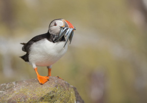 Papegaaiduiker - Farne Islands