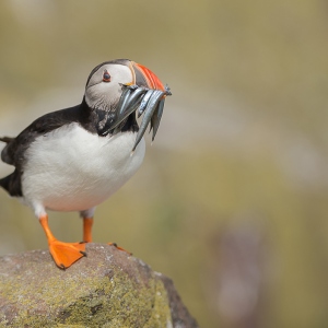 Papegaaiduiker - Farne Islands