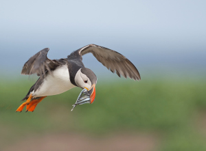 Papegaaiduiker - Farne Islands