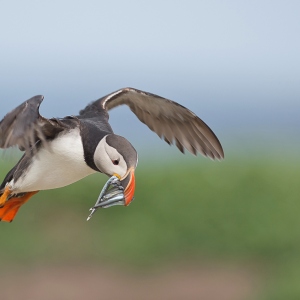 Papegaaiduiker - Farne Islands