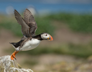 Papegaaiduiker - Farne Islands
