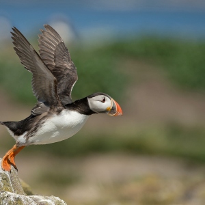 Papegaaiduiker - Farne Islands