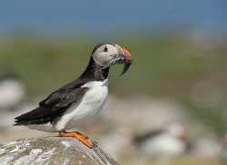 Papegaaiduiker - Farne Islands