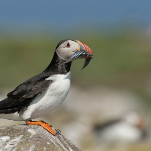 Papegaaiduiker - Farne Islands