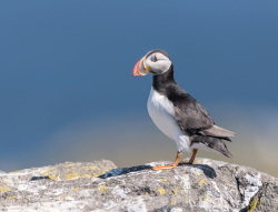Papegaaiduiker- Isle off  May (Schotland)