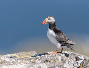 Papegaaiduiker- Isle off  May (Schotland)