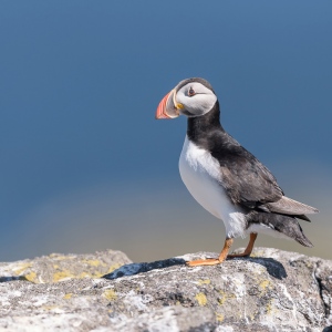 Papegaaiduiker- Isle off  May (Schotland)