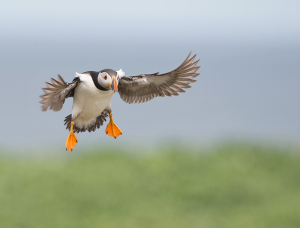Papegaaiduiker - Farne Islands
