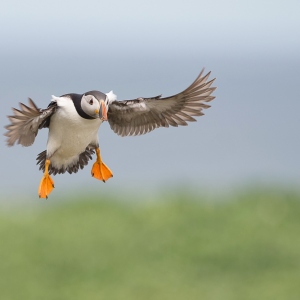 Papegaaiduiker - Farne Islands