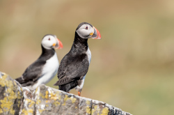 Papegaaiduiker - Isle off  May (Schotland)