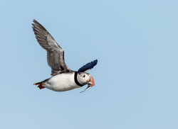 Papegaaiduiker - Isle off  May (Schotland)