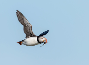 Papegaaiduiker - Isle off  May (Schotland)