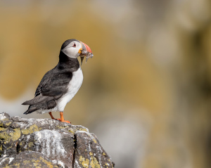 Papegaaiduiker - Isle off  May (Schotland)