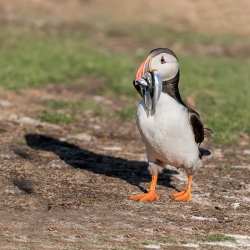 Papegaaiduiker - Isle off  May (Schotland)