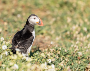 Papegaaiduiker - Isle off  May (Schotland)
