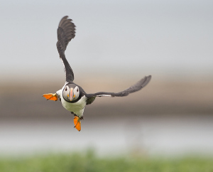 Papegaaiduiker - Farne Islands