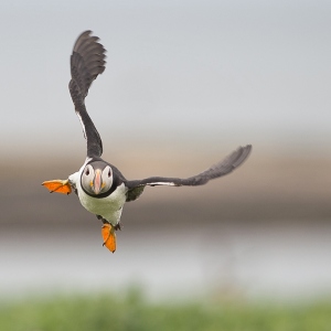 Papegaaiduiker - Farne Islands