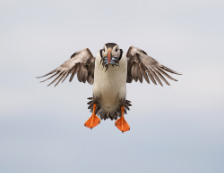 Papegaaiduiker - Farne Islands