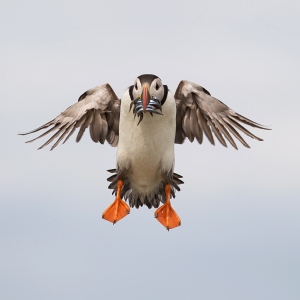 Papegaaiduiker - Farne Islands