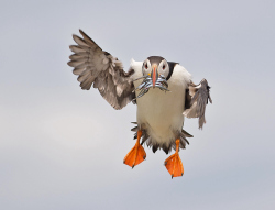 Papegaaiduiker - Farne Islands