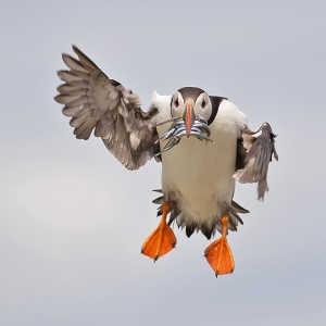 Papegaaiduiker - Farne Islands