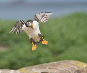 Papegaaiduiker - Farne Islands