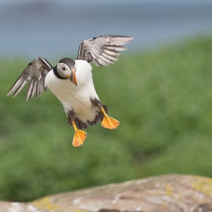 Papegaaiduiker - Farne Islands