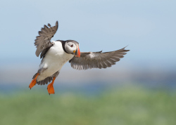 Papegaaiduiker - Farne Islands