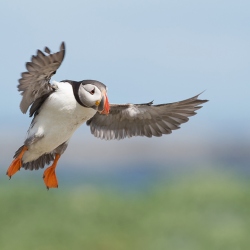 Papegaaiduiker - Farne Islands