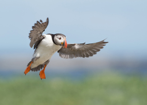Papegaaiduiker - Farne Islands