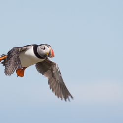 Papegaaiduiker - Farne Islands