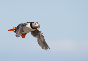 Papegaaiduiker - Farne Islands