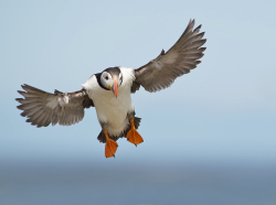 Papegaaiduiker - Farne Islands