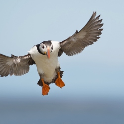 Papegaaiduiker - Farne Islands