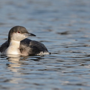 Parelduiker - Stellendam