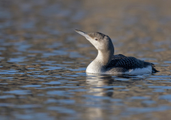 Parelduiker - Schagen