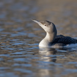 Parelduiker - Schagen