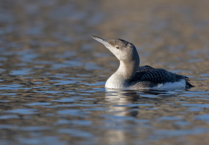 Parelduiker - Schagen