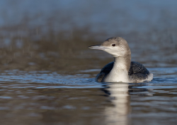 Parelduiker - Schagen