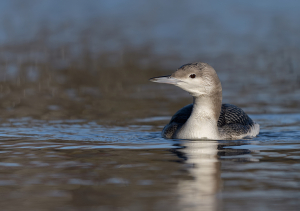 Parelduiker - Schagen