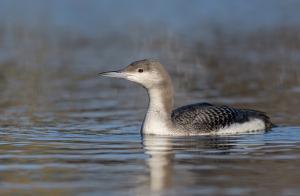 Parelduiker - Schagen