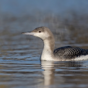 Parelduiker - Schagen