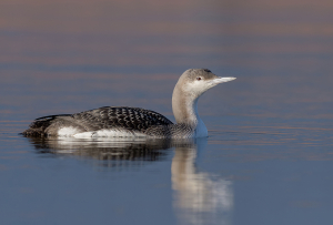 Parelduiker - Schagen