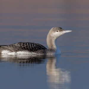 Parelduiker - Schagen