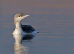 Parelduiker - Schagen