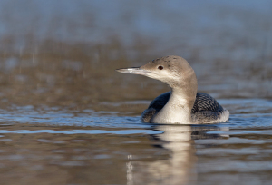 Parelduiker - Schagen