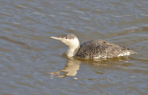 Roodkeelduiker - Den Oever